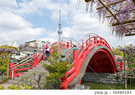 東京都 江東区亀戸 亀戸天神社 かめいどてんじんしゃ 太鼓橋 男橋の写真素材