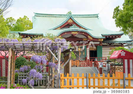 東京都 江東区 亀戸天神社 本殿 藤棚の季節 東京都 江東区 亀戸天神社 本殿 藤棚の季節 36980385