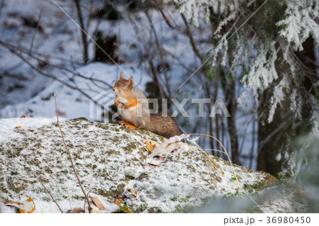 Squirrel at winter Squirrel at winter 36980450