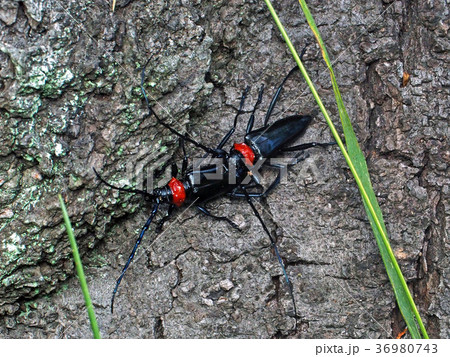 クビアカツヤカミキリ 36980743