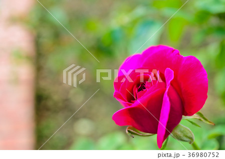 薔薇 バラ科 バラ 36980752
