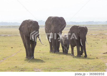 Herd of wild elephants in Amboseli National Park 36980950