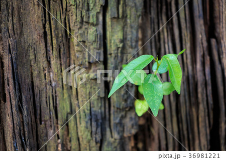 New tree growth up 36981221