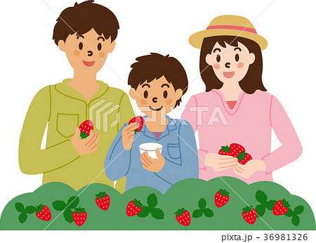 イチゴ狩りを楽しむ家族 36981326