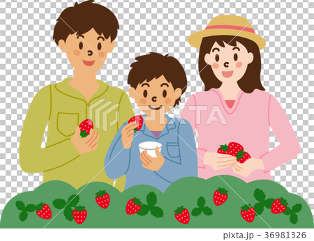 イチゴ狩りを楽しむ家族 36981326