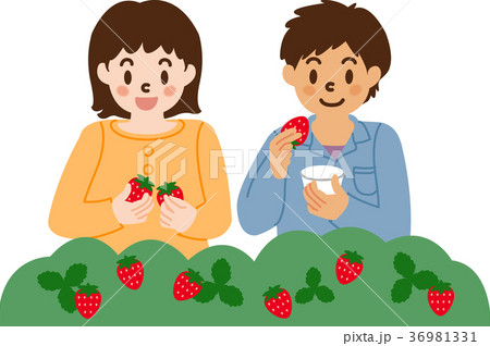 イチゴ狩りを楽しむ子供たち 36981331