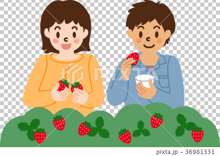 イチゴ狩りを楽しむ子供たち 36981331