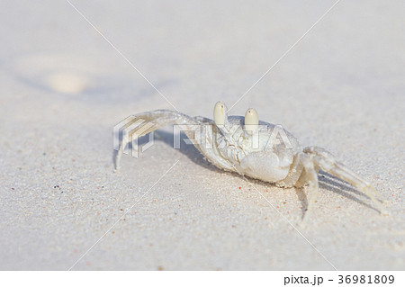 Horned Ghost Crab, Ocypode ceratophthalmus on a 36981809