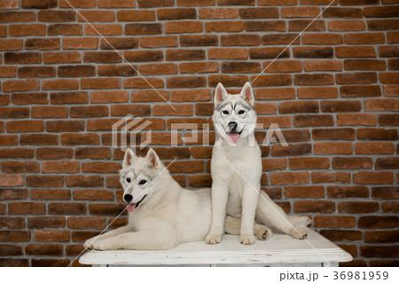 two Siberian husky puppies at home sit and play 36981959