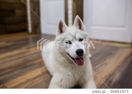 Siberian husky puppy at home lying on the floor 36981973
