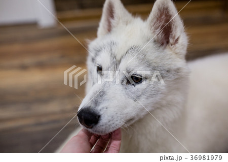 Siberian husky puppy at home. lifestyle with dog 36981979