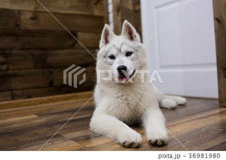 Siberian husky puppy at home. lifestyle with dog 36981980