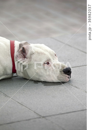 Dog 36982037