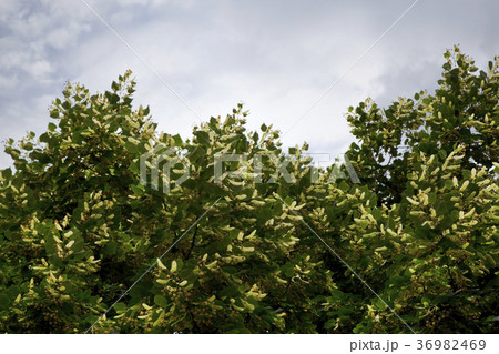 Lime and flowers Lime and flowers 36982469