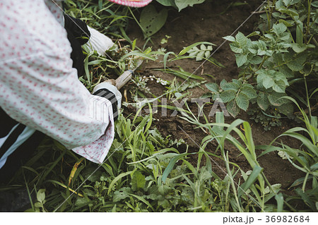 farm 36982684