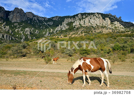 A horse with a foal grazing in the valley of 36982708