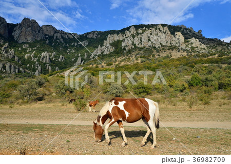 A horse with a foal grazing in the valley of 36982709