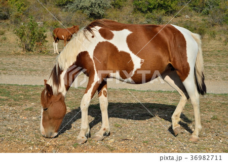 A horse with a foal grazing in the valley of 36982711
