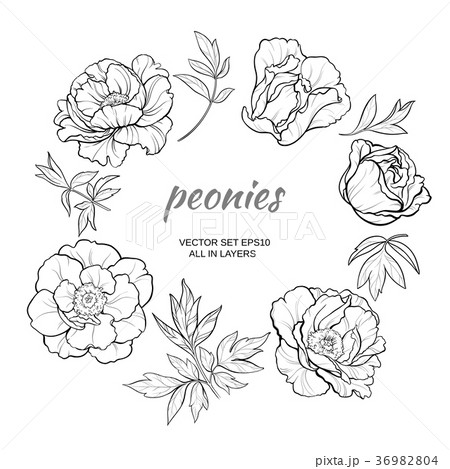 peonies 36982804