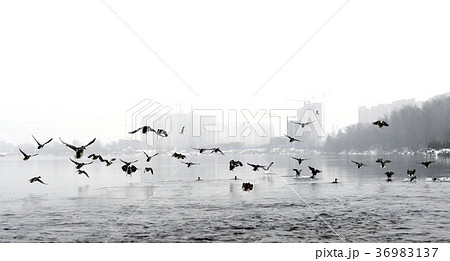 Ducks are flying over the river. Ducks are flying over the river. 36983137