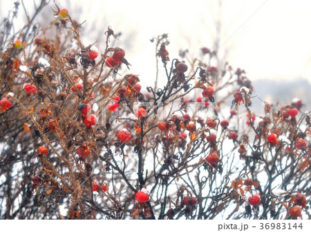 Fruit of dogrose at winter. Fruit of dogrose at winter. 36983144