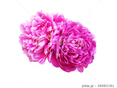 シャクヤク シャクヤク 36983181