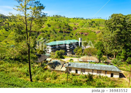 Tea factory, Sri Lanka 36983552