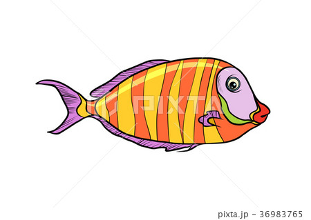 Isolated cichlid aquarium fish 36983765