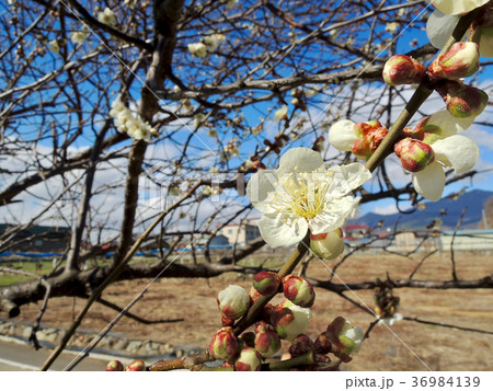 桃の花とつぼみ 36984139