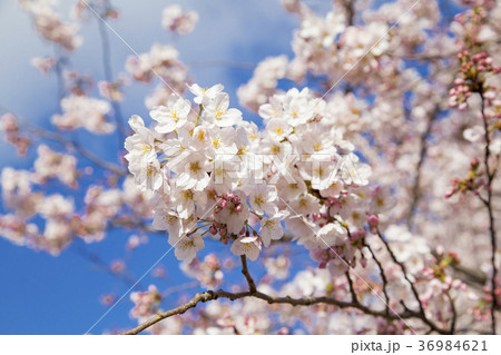 砧公園の桜 36984621