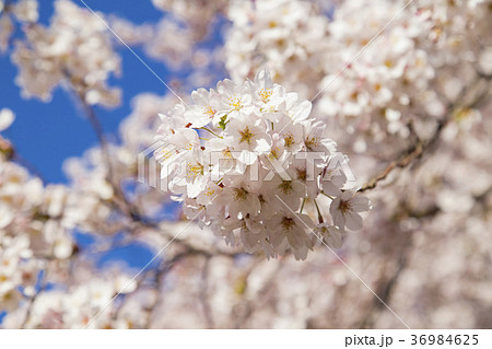 砧公園の桜 36984625