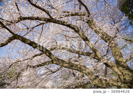 砧公園の桜 36984626