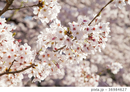 砧公園の桜 36984627