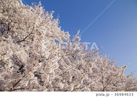 砧公園の桜 36984633