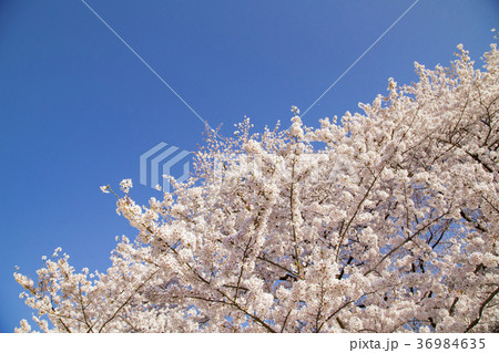 砧公園の桜 36984635