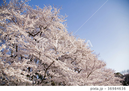 砧公園の桜 36984636