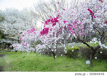 砧公園の源平桃 36984646