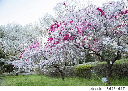 砧公園の源平桃 砧公園の源平桃 36984647