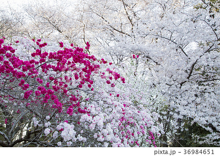 砧公園の源平桃 36984651