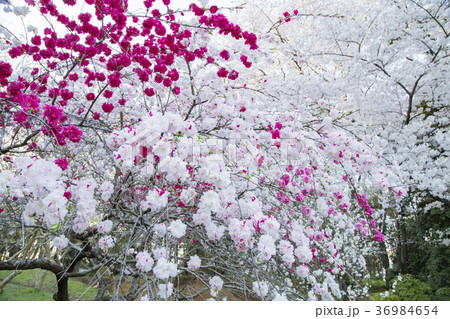 砧公園の源平桃 砧公園の源平桃 36984654