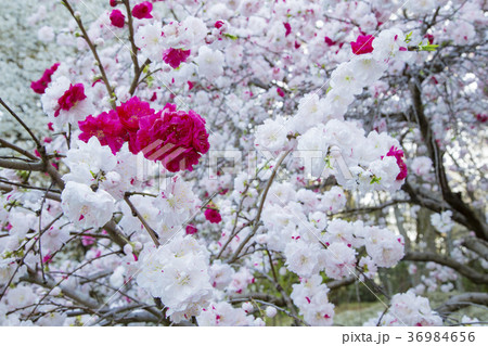 砧公園の源平桃 砧公園の源平桃 36984656