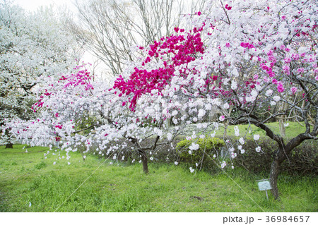 砧公園の源平桃 36984657