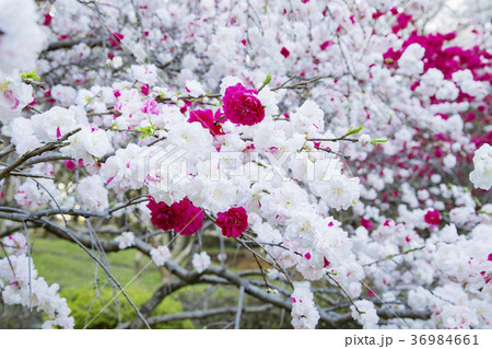 砧公園の源平桃 砧公園の源平桃 36984661