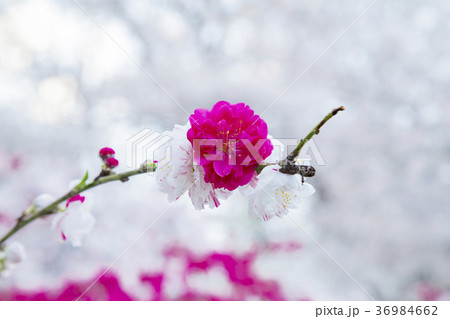 砧公園の源平桃 36984662