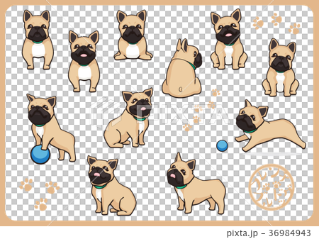 French bulldog 03 French bulldog 03 36984943