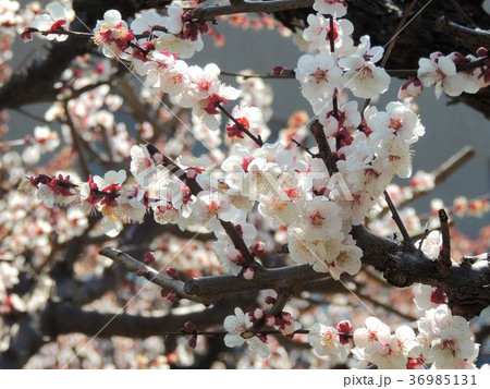 梅の開花 36985131