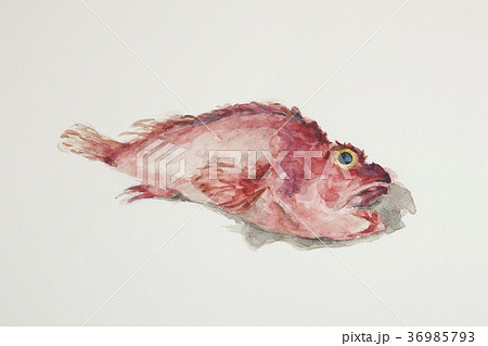 かさご かさご 36985793