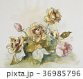 バラの花 36985796
