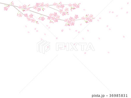 背景素材 桜2のイラスト素材