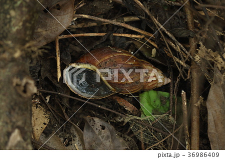 自然 巻貝 アフリカマイマイ、那覇の公園。草刈り後に十センチほどもある・・・。触るのも嫌です 自然 巻貝 アフリカマイマイ、那覇の公園。草刈り後に十センチほどもある・・・。触るのも嫌です 36986409